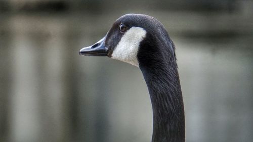 Close-up of a bird