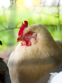 Close-up of a bird