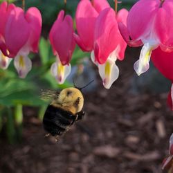 Close-up of bumblebee pollinating on flower