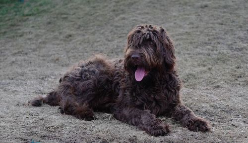 Close-up of dog sitting on field