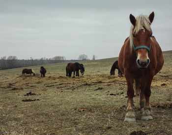 Draft horses in the field