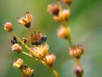 Close-up of insect on flower