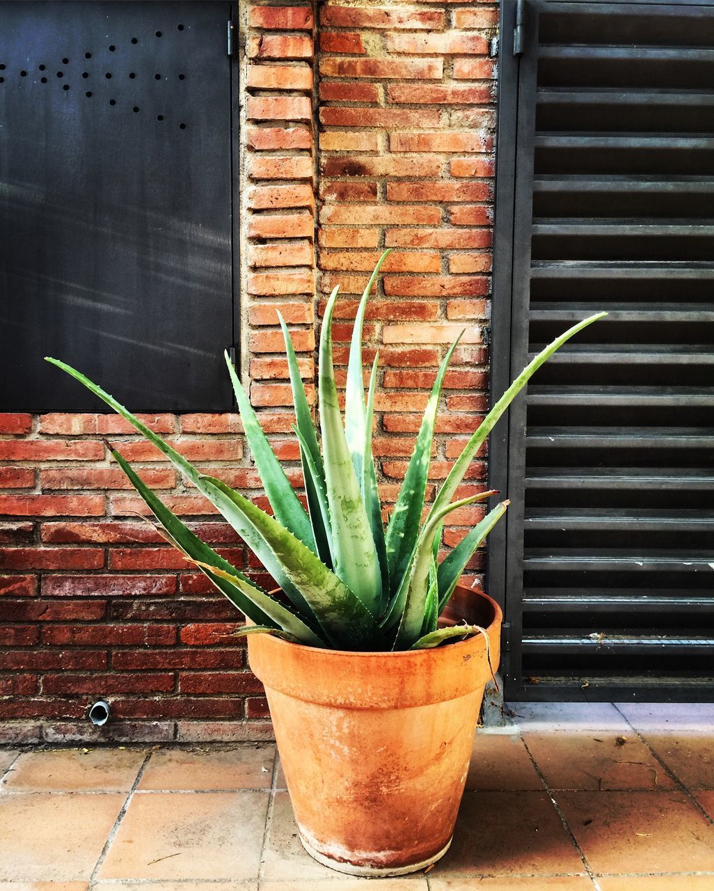 POTTED PLANT AGAINST WALL IN YARD