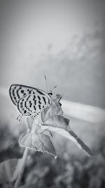 Close-up of butterfly on flower