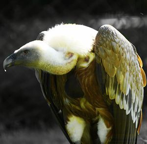 Close-up of a bird