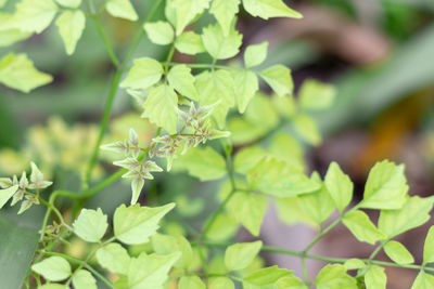 Close-up of flowering plant