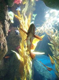 Close-up of fish swimming in aquarium