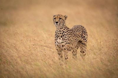 Cheetah on grassy field 