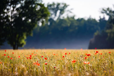 Scenic view of flowering plants and corn poppy on field