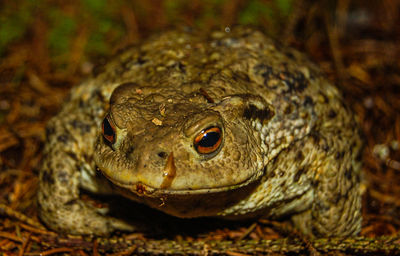 Close-up of toad