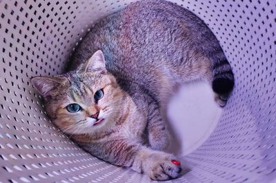 Portrait of cat resting
