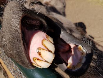 Close-up of horse with open mouth 
