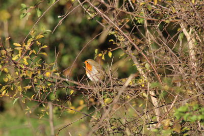 Close-up of bird perching on branch robin 