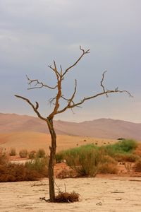 Bare tree on desert against sky