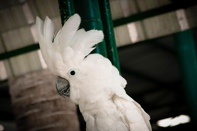 Close-up of parrot perching