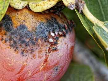 Close-up of insect on fruit