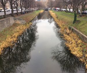 Reflection of trees in water