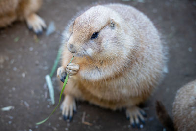 High angle view of prairiedog on field