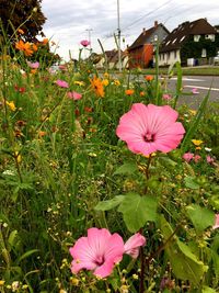 Pink flower blooming on field