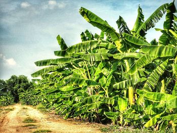 Close-up of fresh green plants against sky