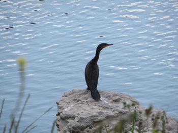 Bird perching on rock in lake