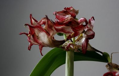 Close-up of wilted flower