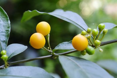 Close-up of fruits on tree