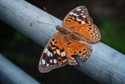 Close-up of butterfly on leaf