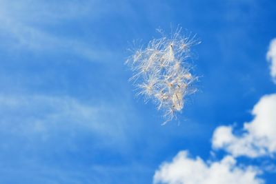 Low angle view of dandelion against sky