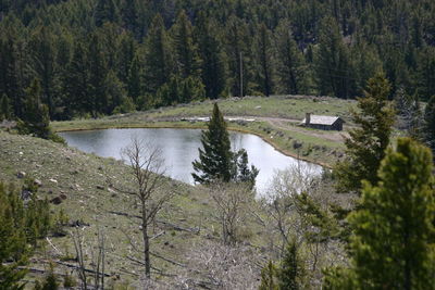 Scenic view of river amidst trees in forest