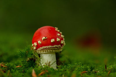 fungus