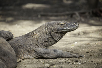 Close-up of lizard