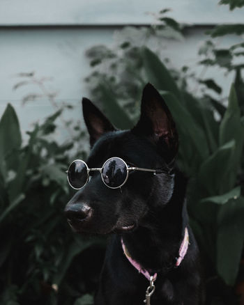 CLOSE-UP OF A DOG