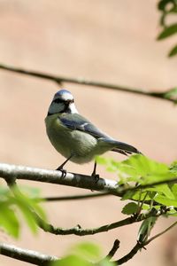 Bird perching on a branch