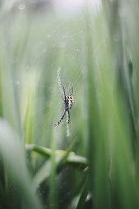 Close-up of spider on web