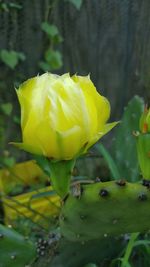 Close-up of yellow flower blooming outdoors