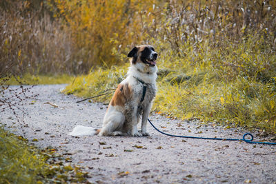 Dog standing on field