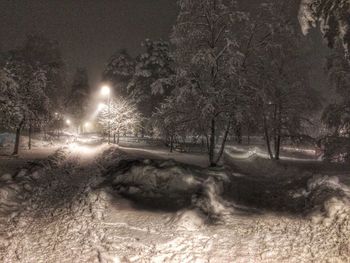 Trees at night