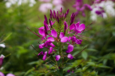 Close-up of pink flowering plant