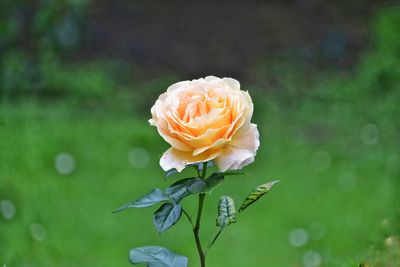 Close-up of rose flower