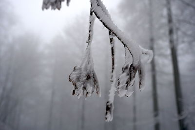 Close-up of frozen plant