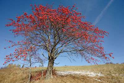 Tree against clear sky