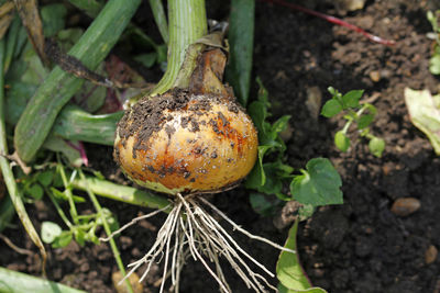 Close-up of fruit growing on field