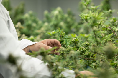 Cropped hand of woman holding plant