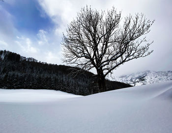 Bare tree on snow covered land against sky