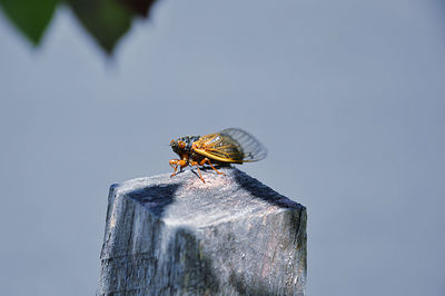 Close-up of bee