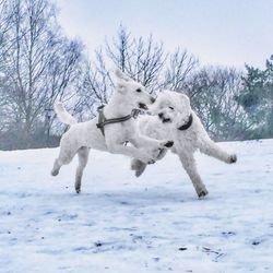 Sheep on snow covered field against sky