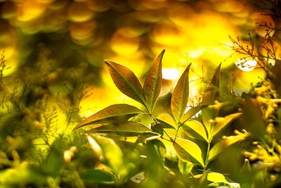 Close-up of yellow leaves on plant at field