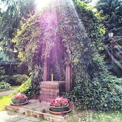 View of flowering plants in yard