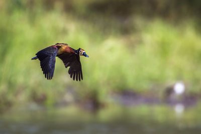 Bird flying